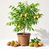 Set 5 Pecan Bareroots for Planting - Live Hardy Nut Trees, 10-15 Inch Tall - Image 1