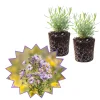 Set of 2 Aster Lavender Live Plant Plugs - Purple Outdoor Flower - Image 1