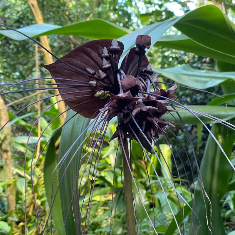 Set of 2 Black Tacca Live Plants 3-5 Inch - Rare Black Bat Flower Houseplant - Image 2