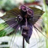 Set of 2 Black Tacca Live Plants 3-5 Inch - Rare Black Bat Flower Houseplant - Image 1