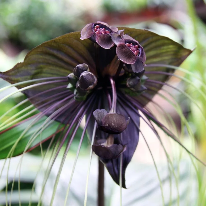 Set of 2 Black Tacca Live Plants 3-5 Inch - Rare Black Bat Flower Houseplant - Image 1