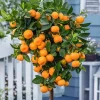 Set of 2 Live Calamansi Calamondin Citrus Plants - Indoor/Outdoor - Image 1
