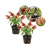 Set of 2 Red Shrimp Live Plants – Justicia Brandegeeana – 4-7 Inch Tall Tropical Flowering Plant Indoor Outdoor - Image 1