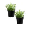 Set of 2 Tarragon Herb Plug Plants – Live Indoor & Outdoor Fragrant Herb - Image 1