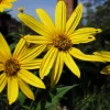 Set of 20 White Fuseau Sunchoke Tubers - Helianthus tuberosa - Jerusalem Artichoke for Planting or Eating - Image 1