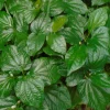 Set of 3 Betel Leaves Lolot Bare Roots - Piper sarmentosum Lá Lốt - Image 1
