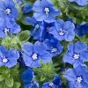Set of 3 Blue Daze Live Plants, Evolvulus Hybrid, 4 inch Container - Image 1