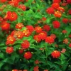 Set of 3 Lantana 'Dallas Red' Live Plants – Heat/Drought Tolerant Outdoor Flowers - Image 1