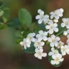 Set of 3 'Mrs. Schiller's Delight' Viburnum Live Plant, White Bloom Shrub, 4 inch container, Cold Hardy Set of 3 'Mrs. Schiller's Delight' Viburnum Live Plant, White Bloom Shrub, 4 inch container, Cold Hardy - Image 1