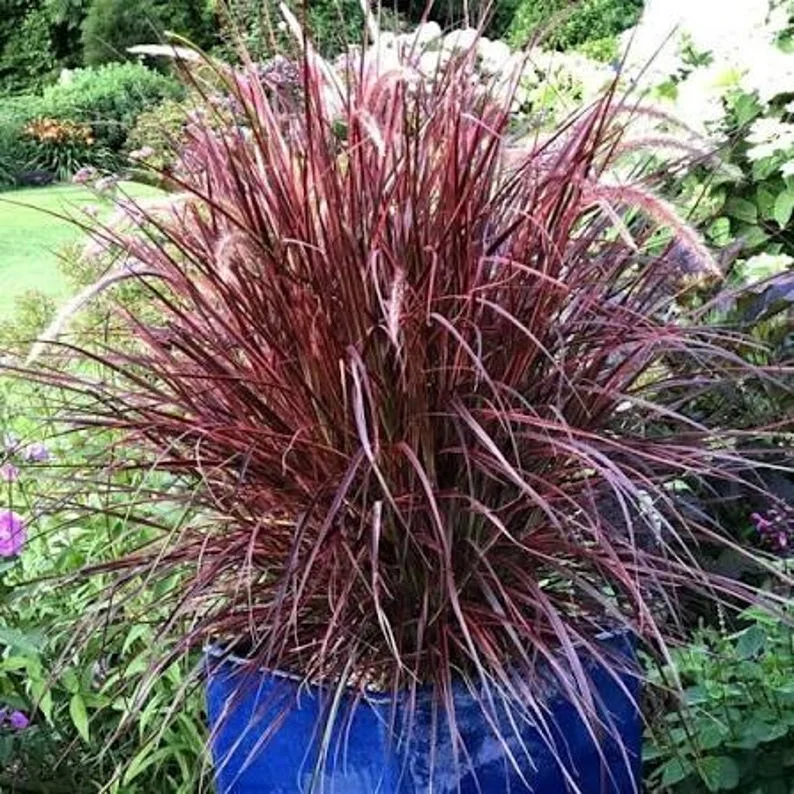 Set of 3 Red Fountain Grass Live Plants 4 Inch Pots - Ornamental Burgundy Outdoor - Image 2