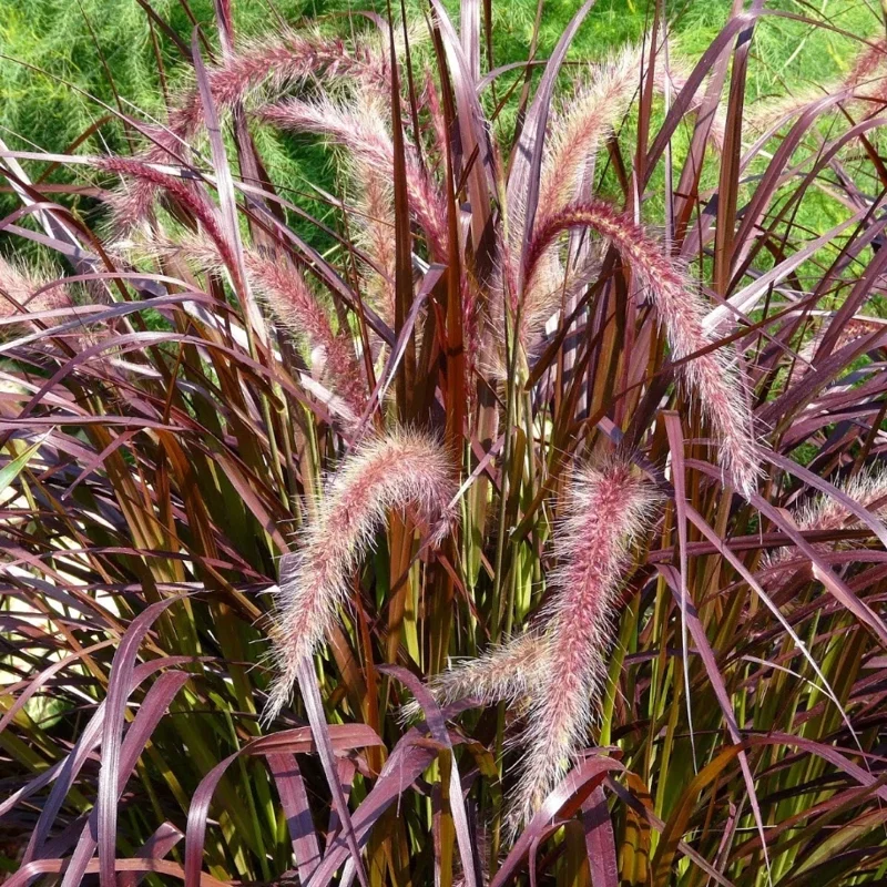 Set of 3 Red Fountain Grass Live Plants 4 Inch Pots - Ornamental Burgundy Outdoor - Image 1