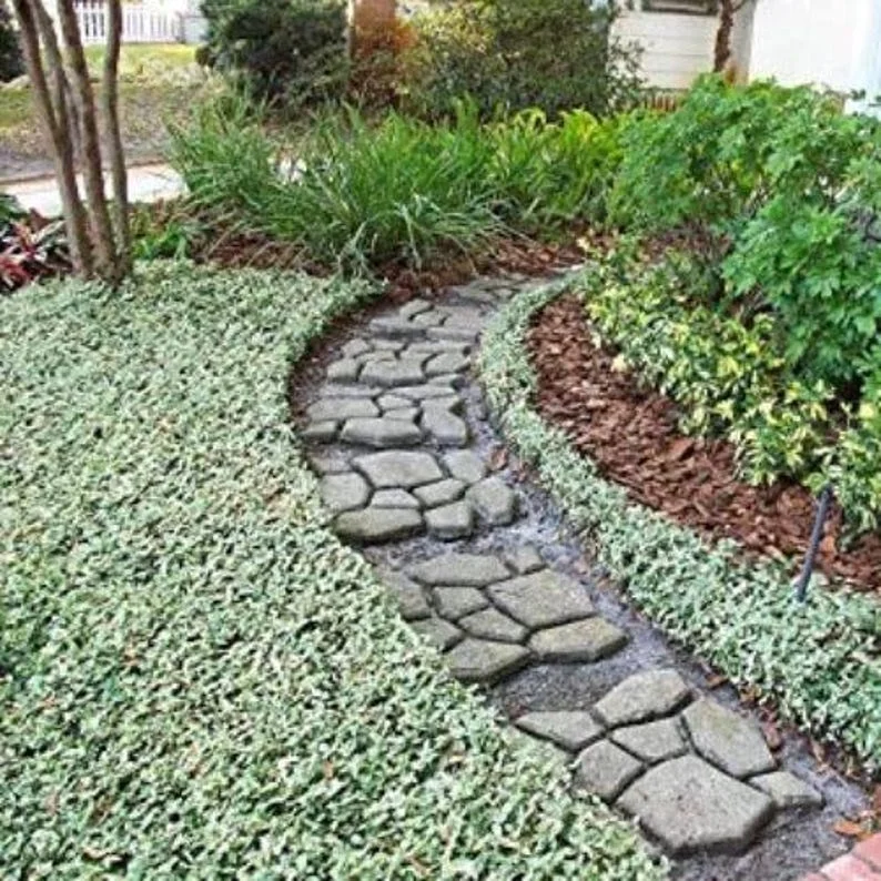 Set of 3 Variegated Minima Jasmine Live Plants - Groundcover & Border Set of 3 Variegated Minima Jasmine Live Plants - Groundcover & Border - Image 2