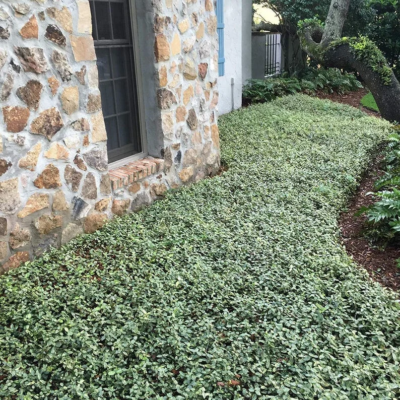 Set of 3 Variegated Minima Jasmine Live Plants - Groundcover & Border Set of 3 Variegated Minima Jasmine Live Plants - Groundcover & Border - Image 3