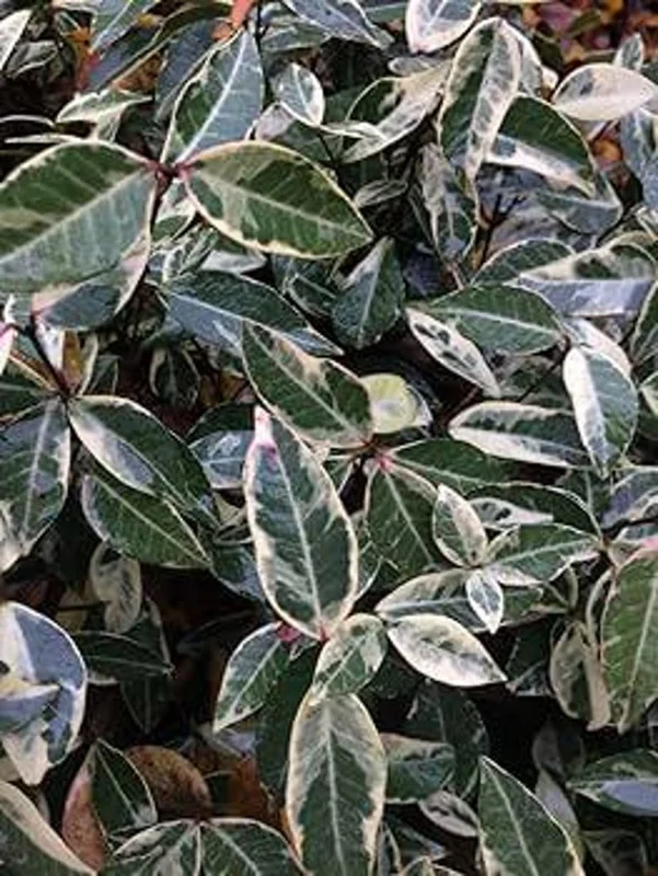 Set of 3 Variegated Minima Jasmine Live Plants - Groundcover & Border Set of 3 Variegated Minima Jasmine Live Plants - Groundcover & Border - Image 4