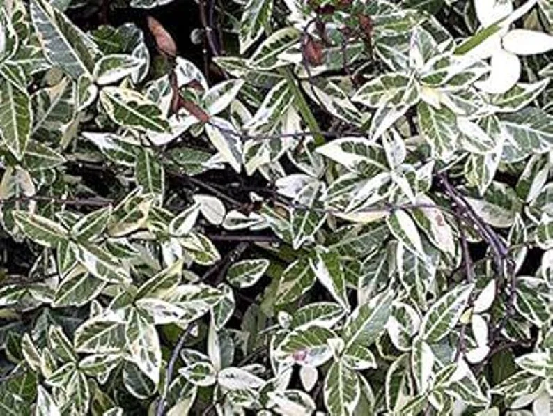 Set of 3 Variegated Minima Jasmine Live Plants - Groundcover & Border Set of 3 Variegated Minima Jasmine Live Plants - Groundcover & Border - Image 5