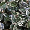 Set of 3 Variegated Minima Jasmine Live Plants - Groundcover & Border - Image 1