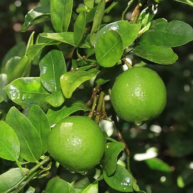Set of 4 Persian Sweet Lemon Citrus Limetta Live Plants - Sweet Citrus Fruit Tree Set of 4 Persian Sweet Lemon Citrus Limetta Live Plants - Sweet Citrus Fruit Tree - Image 3