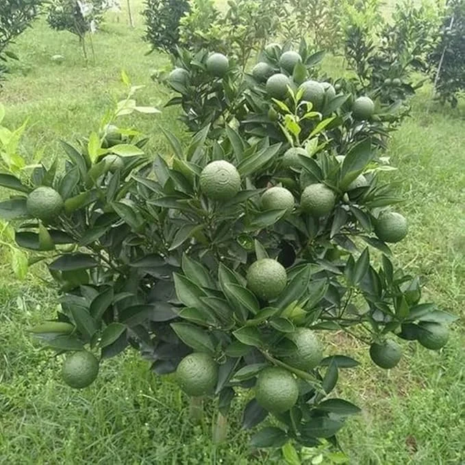 Set of 4 Persian Sweet Lemon Citrus Limetta Live Plants - Sweet Citrus Fruit Tree Set of 4 Persian Sweet Lemon Citrus Limetta Live Plants - Sweet Citrus Fruit Tree - Image 4