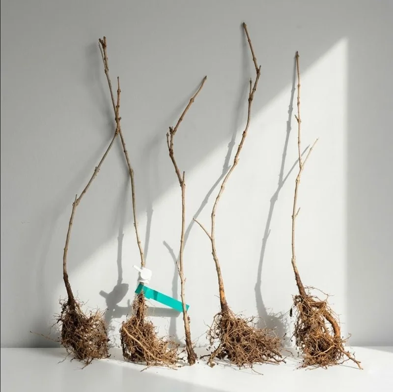 Set of 5 American Elm Bare Root Seedlings for Planting, 10-15 Inches Tall, Cold Hardy Set of 5 American Elm Bare Root Seedlings for Planting, 10-15 Inches Tall, Cold Hardy - Image 2