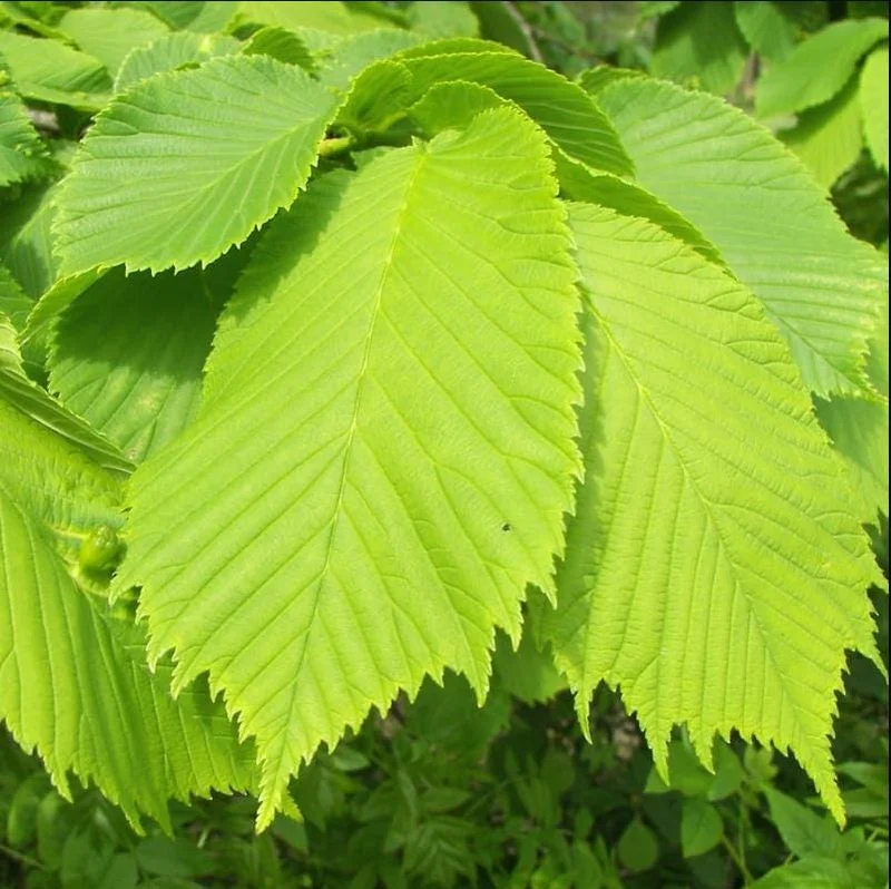 Set of 5 American Elm Bare Root Seedlings for Planting, 10-15 Inches Tall, Cold Hardy Set of 5 American Elm Bare Root Seedlings for Planting, 10-15 Inches Tall, Cold Hardy - Image 3