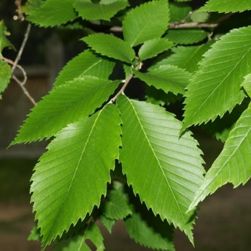 Set of 5 American Elm Bare Root Seedlings for Planting, 10-15 Inches Tall, Cold Hardy Set of 5 American Elm Bare Root Seedlings for Planting, 10-15 Inches Tall, Cold Hardy - Image 5
