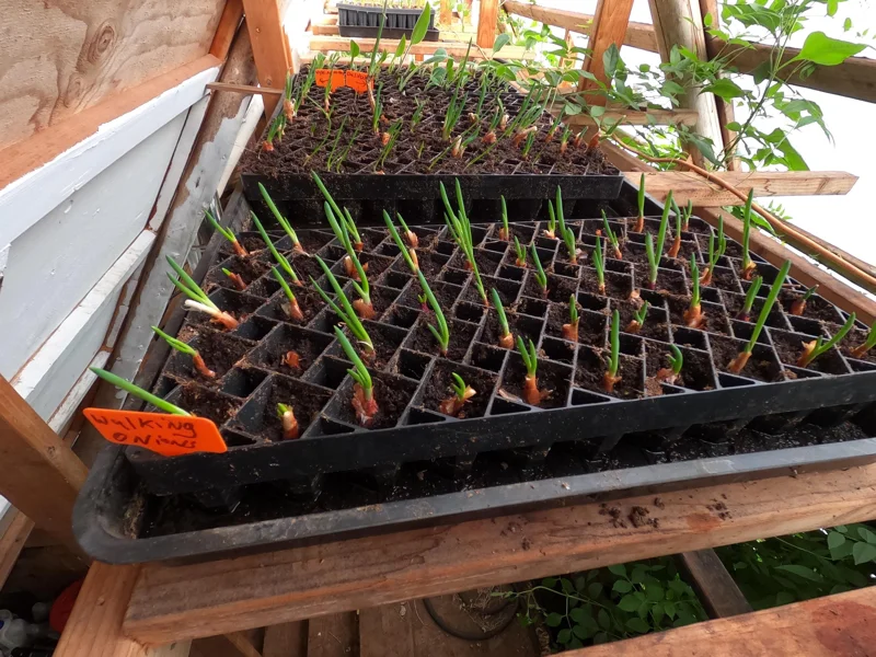 Set of 5 Egyptian Walking Onion Live Plants – Heirloom Perennial Tree Onion – Organic, Easy to Grow Set of 5 Egyptian Walking Onion Live Plants – Heirloom Perennial Tree Onion – Organic, Easy to Grow - Image 3