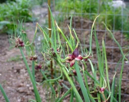 Set of 5 Egyptian Walking Onion Live Plants – Heirloom Perennial Tree Onion – Organic, Easy to Grow Set of 5 Egyptian Walking Onion Live Plants – Heirloom Perennial Tree Onion – Organic, Easy to Grow - Image 5