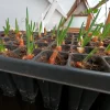 Set of 5 Egyptian Walking Onion Live Plants – Heirloom Perennial Tree Onion – Organic, Easy to Grow - Image 1