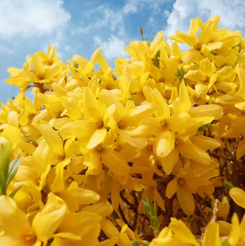 Set of 5 Forsythia Bare Roots – Lynwood Gold Shrubs – Bright Yellow Flowers – 5-10 Inches Tall – Outdoor - Image 2