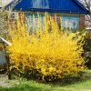 Set of 5 Forsythia Bare Roots – Lynwood Gold Shrubs – Bright Yellow Flowers – 5-10 Inches Tall – Outdoor - Image 1