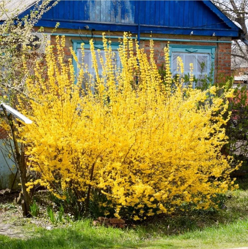 Set of 5 Forsythia Bare Roots – Lynwood Gold Shrubs – Bright Yellow Flowers – 5-10 Inches Tall – Outdoor - Image 1