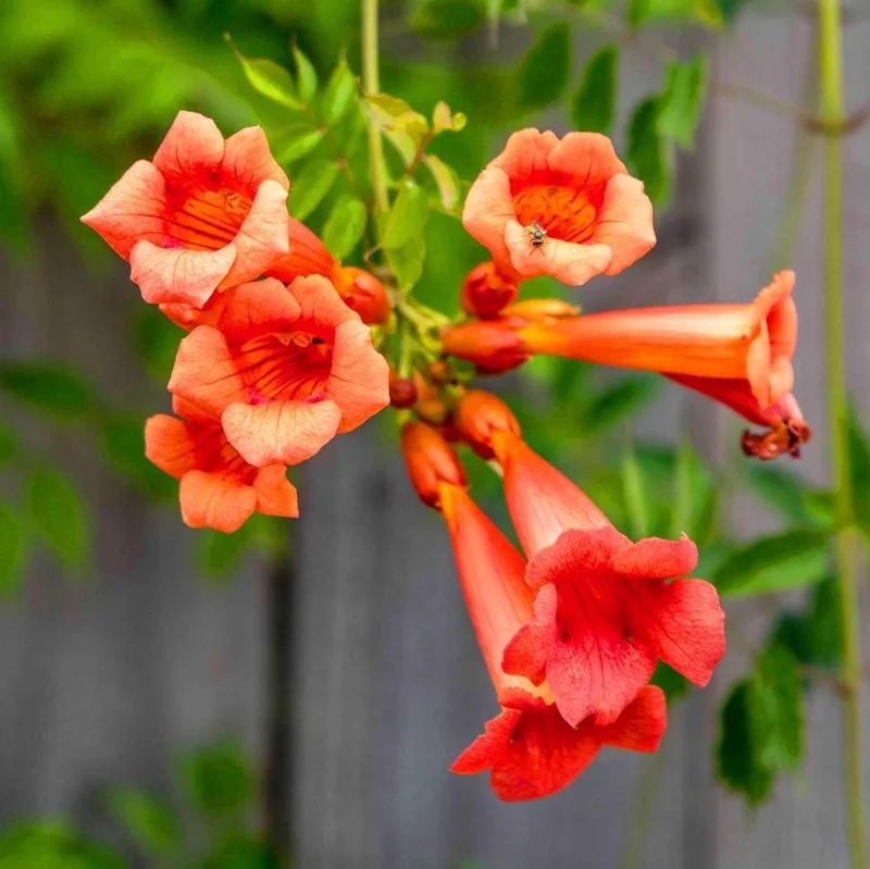 Set of 5 Trumpet Creeper Bare Roots, 4-6 Inch Tall Hummingbird Vine, Fast Growing Outdoor Set of 5 Trumpet Creeper Bare Roots, 4-6 Inch Tall Hummingbird Vine, Fast Growing Outdoor - Image 4