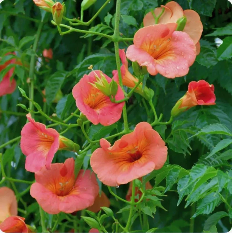 Set of 5 Trumpet Creeper Bare Roots, 4-6 Inch Tall Hummingbird Vine, Fast Growing Outdoor Set of 5 Trumpet Creeper Bare Roots, 4-6 Inch Tall Hummingbird Vine, Fast Growing Outdoor - Image 5