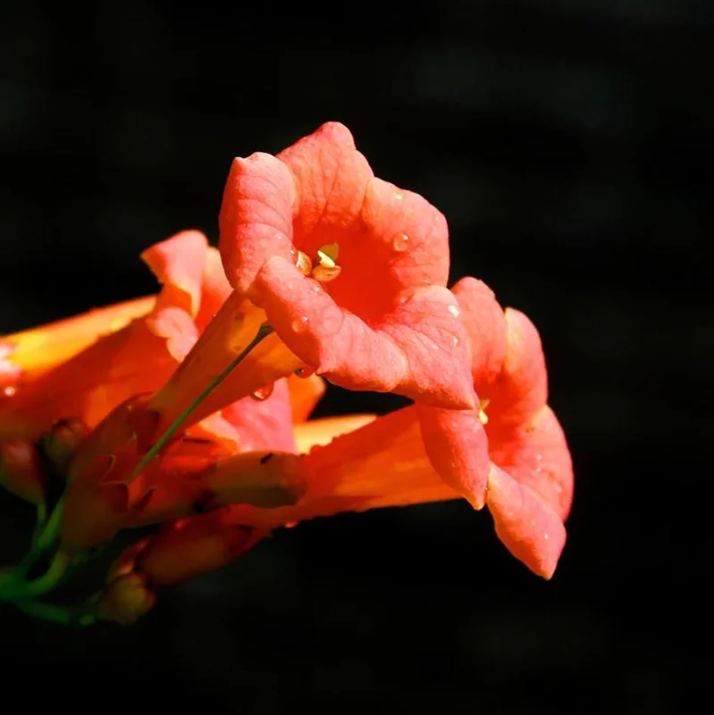 Set of 5 Trumpet Creeper Bare Roots, 4-6 Inch Tall Hummingbird Vine, Fast Growing Outdoor Set of 5 Trumpet Creeper Bare Roots, 4-6 Inch Tall Hummingbird Vine, Fast Growing Outdoor - Image 6