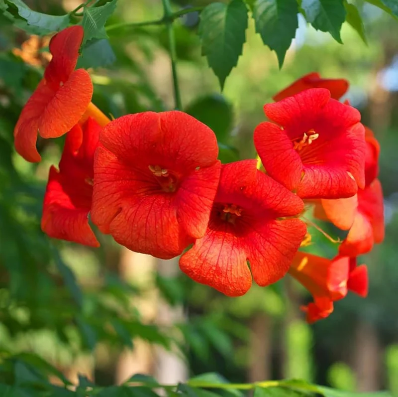 Set of 5 Trumpet Creeper Bare Roots, 4-6 Inch Tall Hummingbird Vine, Fast Growing Outdoor Set of 5 Trumpet Creeper Bare Roots, 4-6 Inch Tall Hummingbird Vine, Fast Growing Outdoor - Image 8