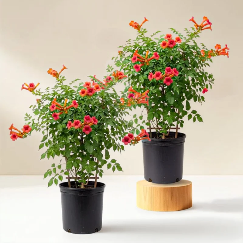 Set of 5 Trumpet Creeper Bare Roots, 4-6 Inch Tall Hummingbird Vine, Fast Growing Outdoor Set of 5 Trumpet Creeper Bare Roots, 4-6 Inch Tall Hummingbird Vine, Fast Growing Outdoor - Image 1