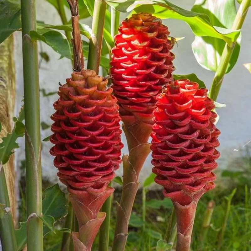 Shampoo Ginger Plant 4-8 Inch Live - Zingiber Zerumbet Tropical Red Pinecone Shampoo Ginger Plant 4-8 Inch Live - Zingiber Zerumbet Tropical Red Pinecone - Image 2