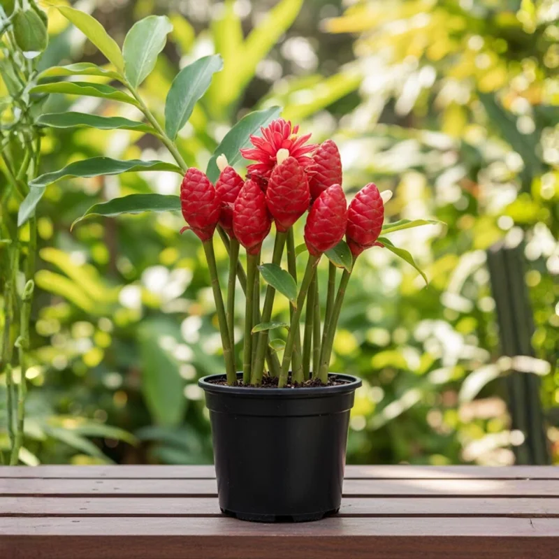 Shampoo Ginger Plant 4-8 Inch Live - Zingiber Zerumbet Tropical Red Pinecone Shampoo Ginger Plant 4-8 Inch Live - Zingiber Zerumbet Tropical Red Pinecone - Image 3