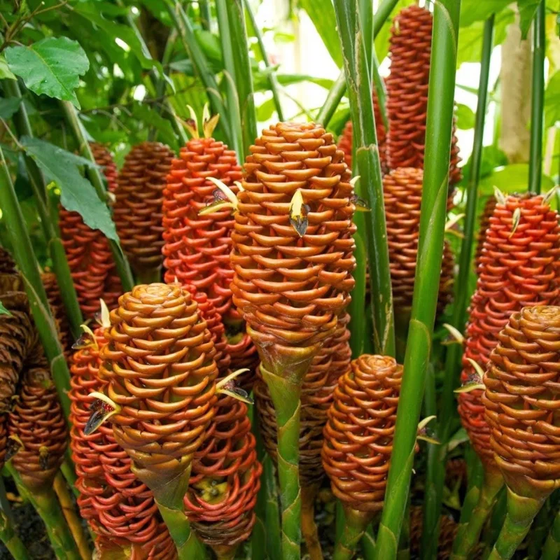 Shampoo Ginger Plant 4-8 Inch Live - Zingiber Zerumbet Tropical Red Pinecone Shampoo Ginger Plant 4-8 Inch Live - Zingiber Zerumbet Tropical Red Pinecone - Image 4