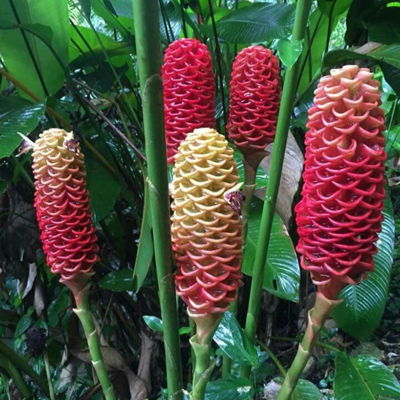 Shampoo Ginger Plant 4-8 Inch Live - Zingiber Zerumbet Tropical Red Pinecone Shampoo Ginger Plant 4-8 Inch Live - Zingiber Zerumbet Tropical Red Pinecone - Image 5