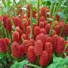 Shampoo Ginger Plant 4-8 Inch Live - Zingiber Zerumbet Tropical Red Pinecone Shampoo Ginger Plant 4-8 Inch Live - Zingiber Zerumbet Tropical Red Pinecone - Image 1
