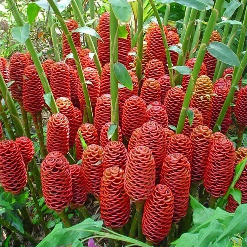 Shampoo Ginger Plant 4-8 Inch Live - Zingiber Zerumbet Tropical Red Pinecone Shampoo Ginger Plant 4-8 Inch Live - Zingiber Zerumbet Tropical Red Pinecone - Image 1