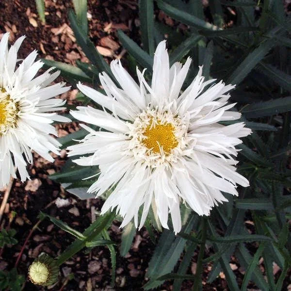 Shasta Daisy 'AGLAIA' Live Plant - Perennial Flower for Gardens - Image 2