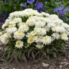 Shasta Daisy 'AGLAIA' Live Plant - Perennial Flower for Gardens Shasta Daisy 'AGLAIA' Live Plant - Perennial Flower for Gardens - Image 1