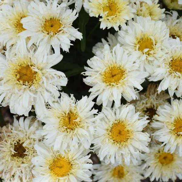 Shasta Daisy 'Ice Cream Dream' Live Plant – Perennial Flower – Outdoor - Image 1