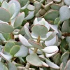 Silver Dollar Crassula Arborescens Live Plant Cuttings – 3 Pack, 2-4" Unrooted Succulent - Image 1