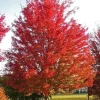 Silver Maple Tree Live Plant – Fast-Growing Shade Tree – 12-18" Tall – Quart Pot - Image 1