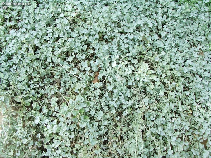 Silver Ponyfoot Dichondra Live Plant – 1 Gallon Pot – Outdoor Groundcover - Image 2