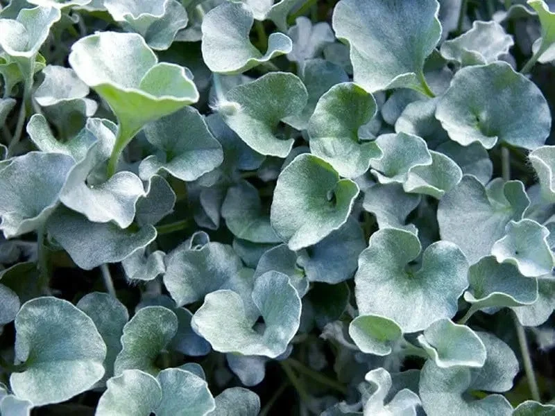 Silver Ponyfoot Dichondra Live Plant – 1 Gallon Pot – Outdoor Groundcover - Image 1