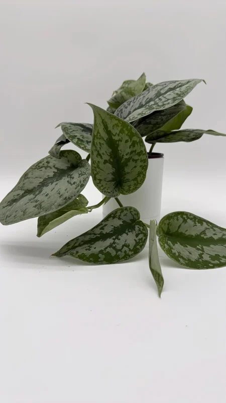 Silver Pothos Live Plant - Scindapsus Exotica - 4 Inch Pot - Indoor - Image 2